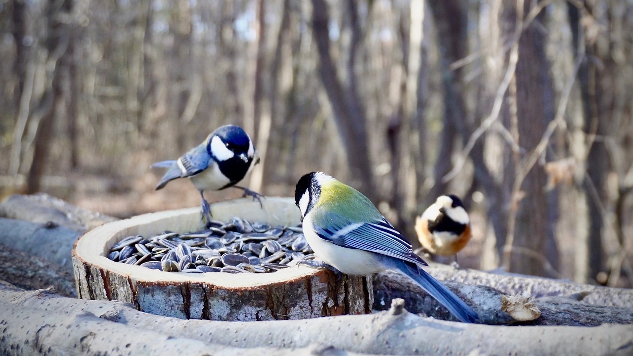 Very Cold Clear Morning at the Bird Feeder | Started at 7 AM, -5°C / 23.0°F