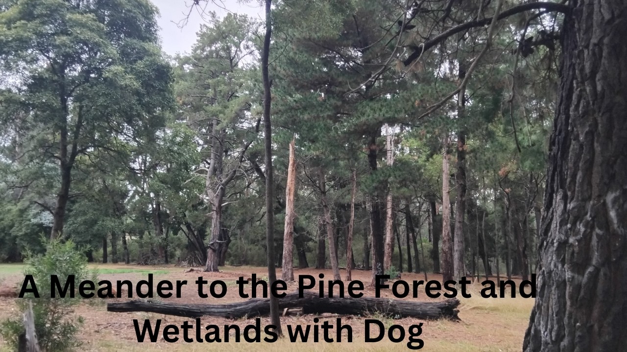 A Meander to the Pine Forest and Wetlands with Dog #nature #outdoors #dog #dogwalk #walking