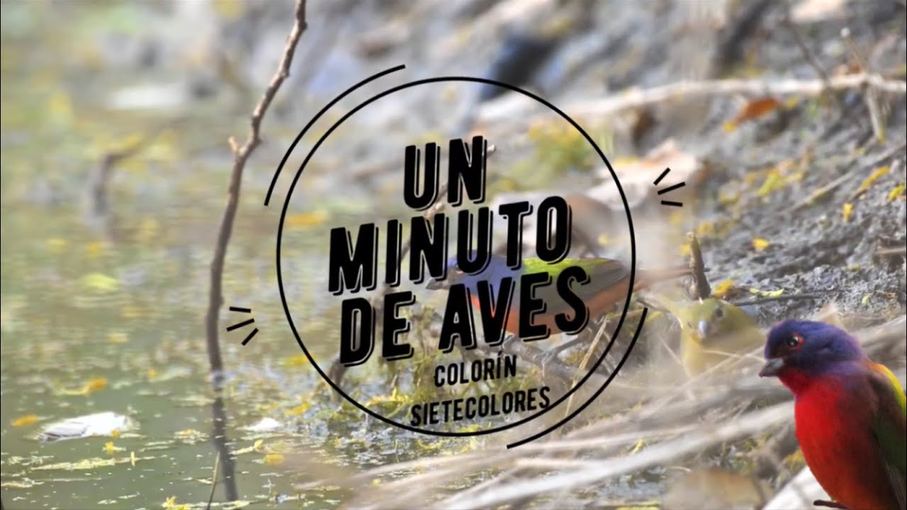 Un Minuto de Aves #96 Colorín Sietecolores