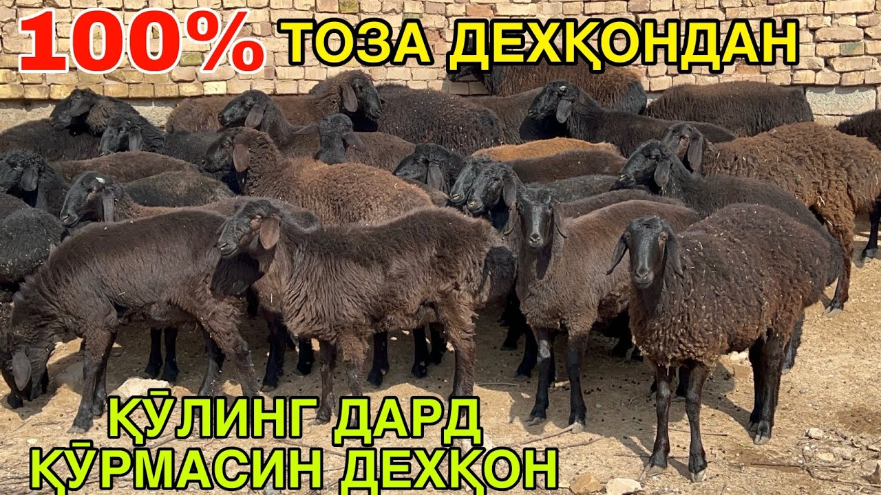 ДЕХҚОНДАН ҚӮЙ СОТИЛАДИ. ☎️+998995568797