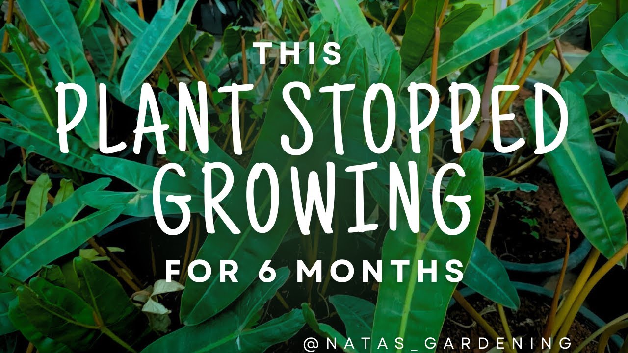 This Plant Didn't Grow For 6 Months.... Here''s Why ?  | @Natas_Gardening |