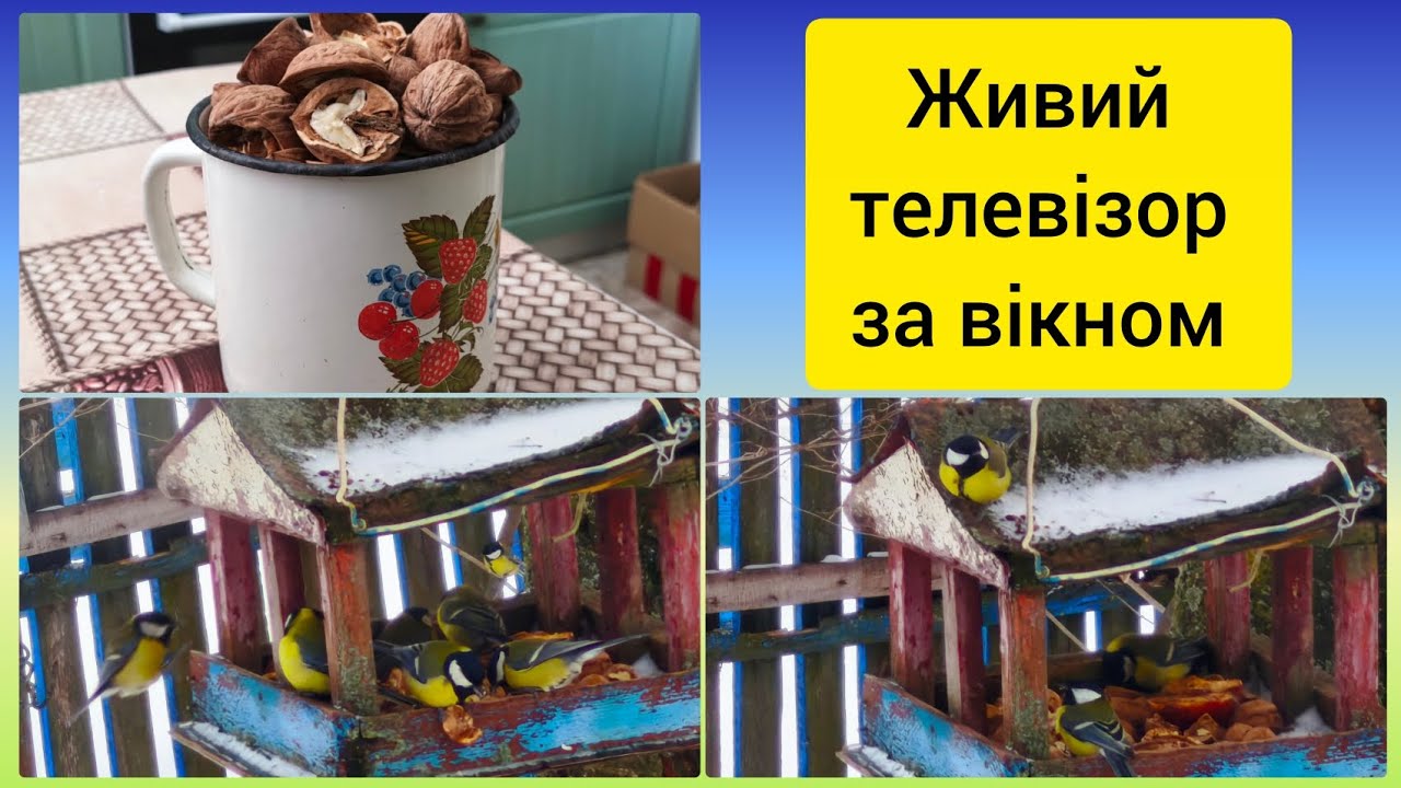 Пташина їдальня// Годівничка за вікном// Як допомагати птахам взимку?// @Moie_selo_na_Poltavshchyni 