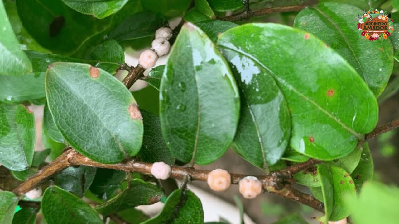 Cochonilhas nas Frutíferas do Pomar | Como Combater