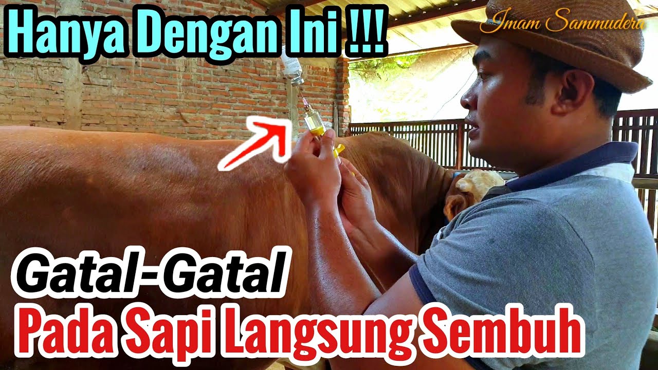 Pengobatan Sapi Gatal-Gatal (SCABIES)