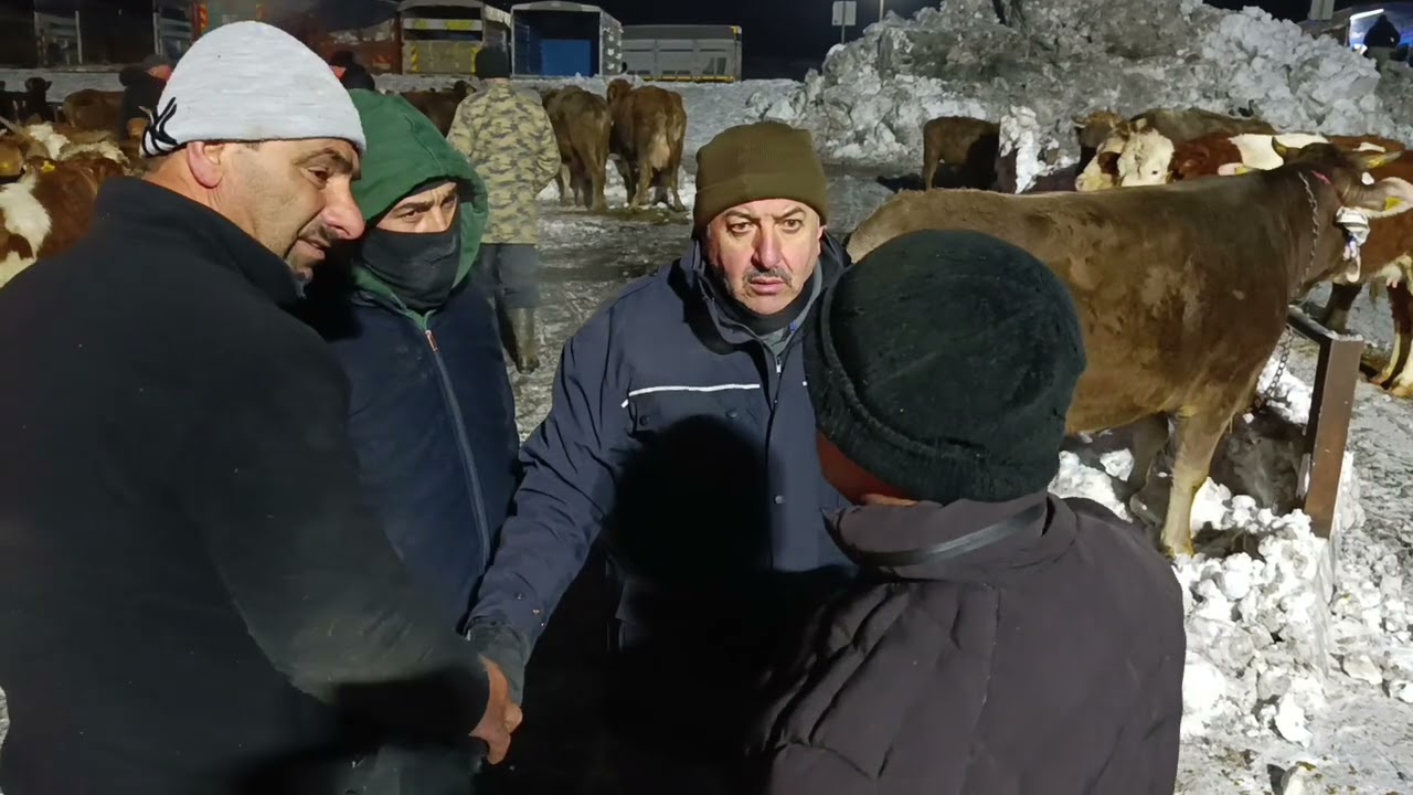 SİVAS ŞARKIŞLA CANLI HAYVAN PAZARI .!!! 10 OCAK 2. bölüm 