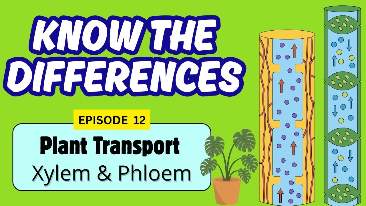 Plant Transport | Xylem and Phloem