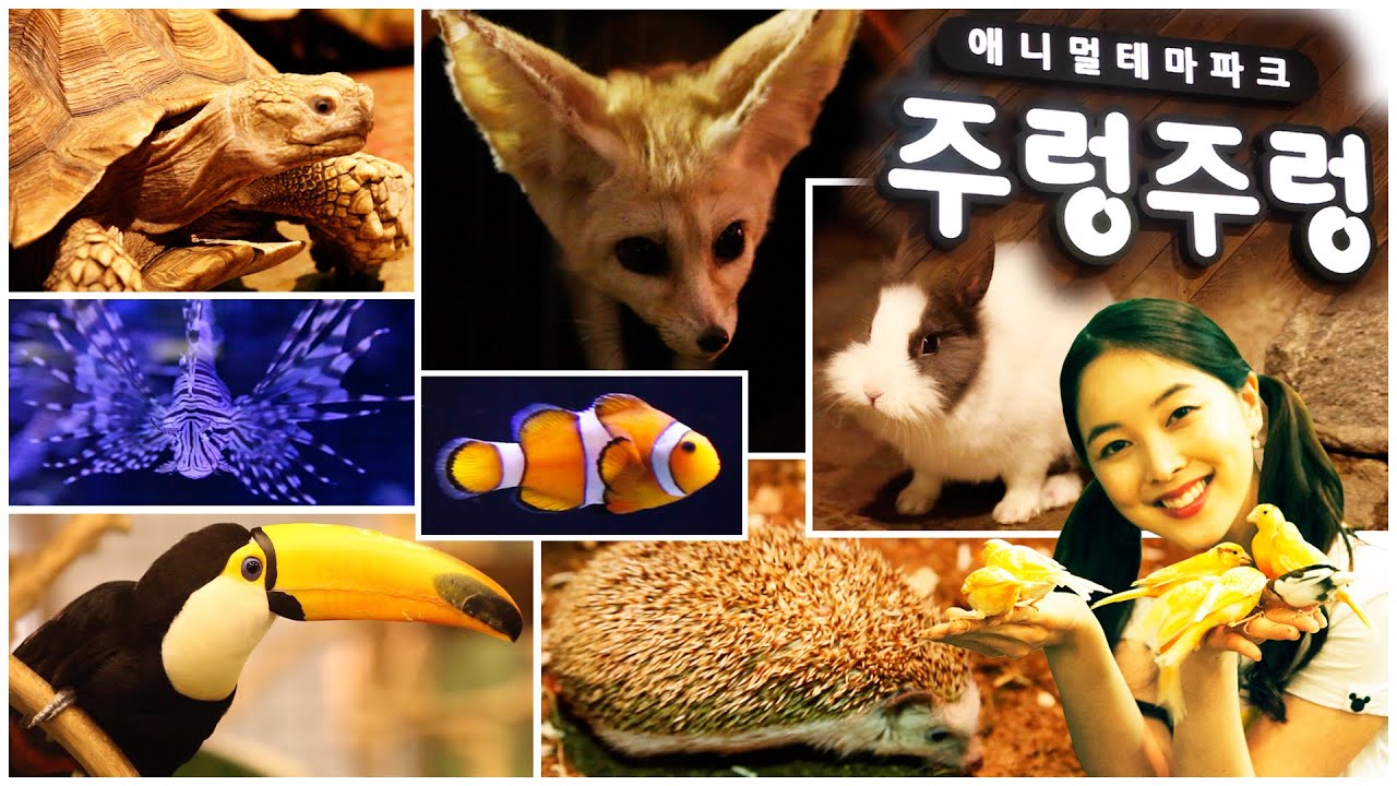 [유라] 애완동물(pet)_주렁주렁 애니멀 테마파크 1화 새 프레리도그 물고기 슈가글라이더 스컹크 코아티 솜사탕 만들기 animal theme park cotton candy