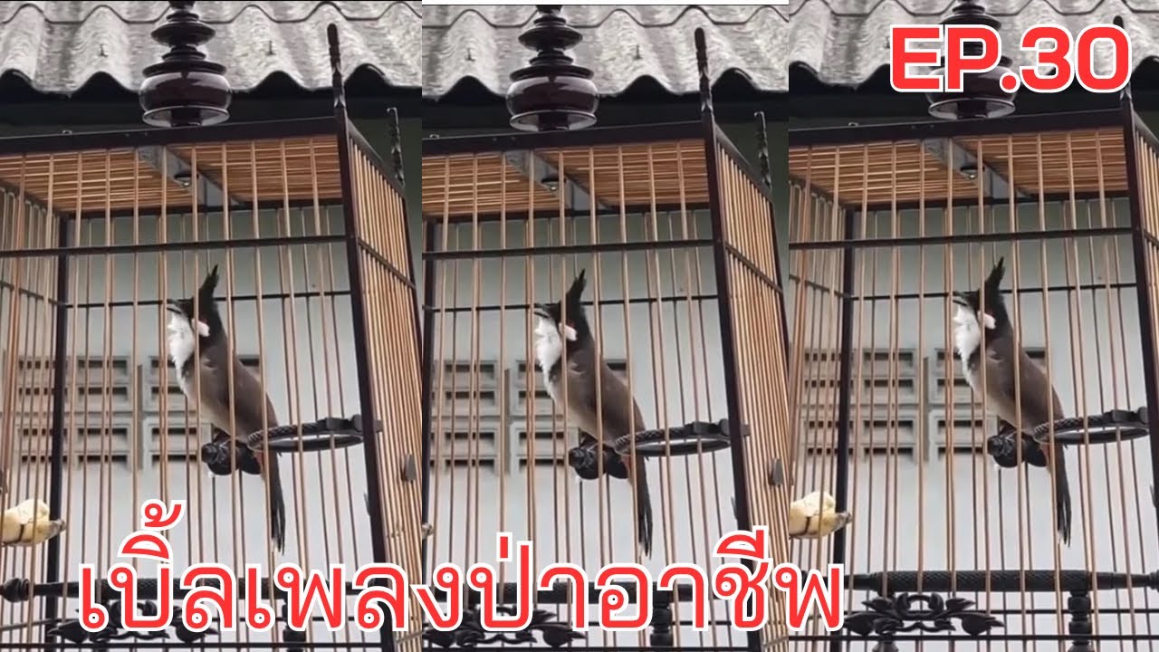 นกแข่งเบิ้ลเพลงป่าอาชีพ #สอนนกหัดเบิ้ล EP.30
