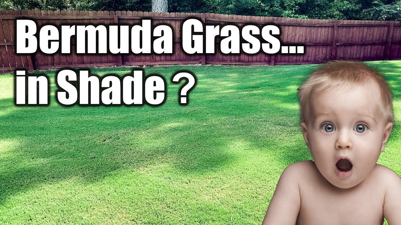 Growing Bermuda Grass in Shade