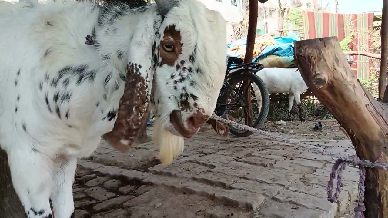 इतना गूस्सा में भयानक रूप बकरे का very angry goat biggest bakra 😱😱 wait 