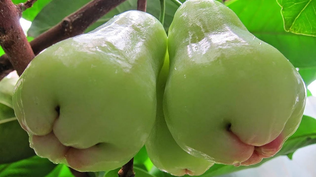 Syzygium samarangense, Java apple, Wax jambu, a heavy bearer Fruit tree from Thailand, tree saplings