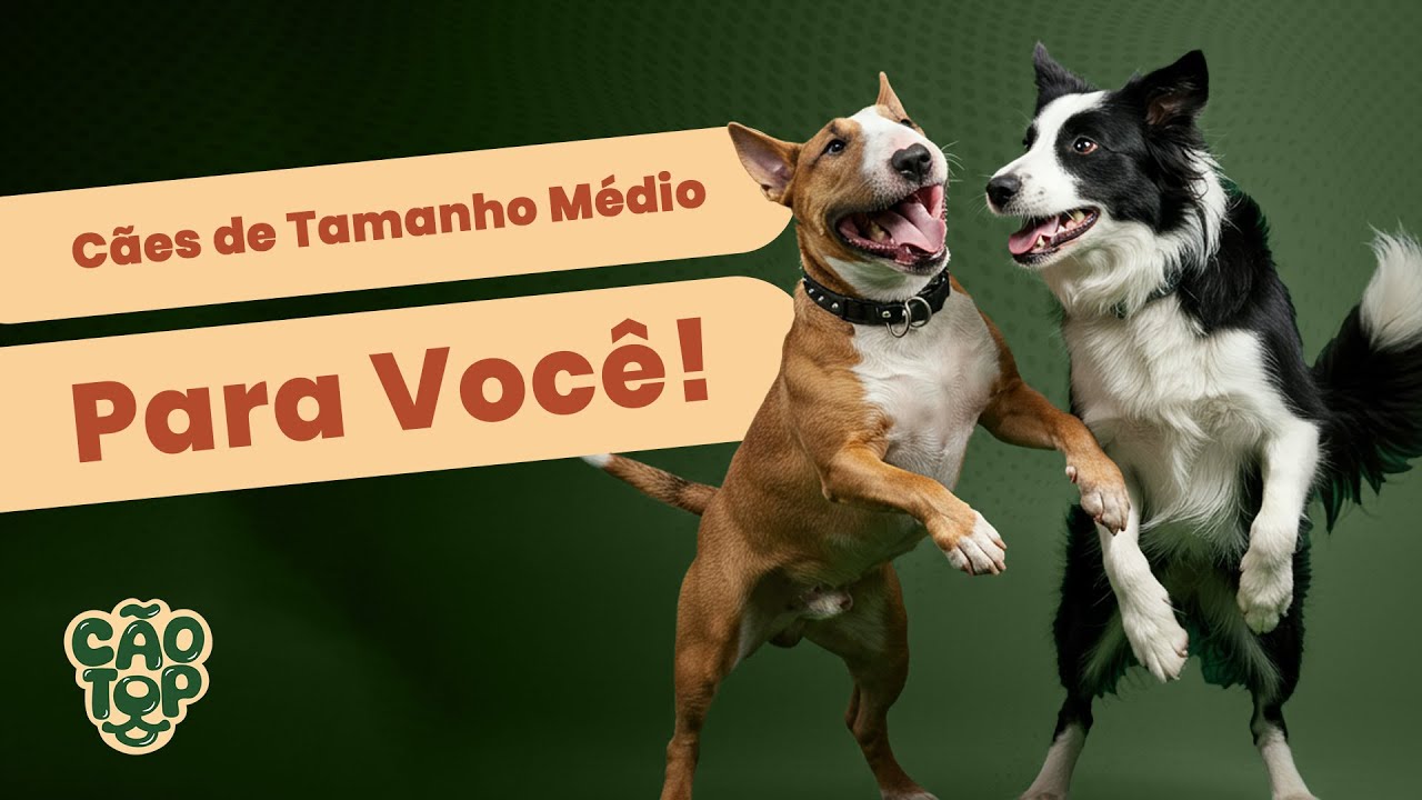 Raças de Cães Médios para você | Escolha Seu Parceiro Ideal ❤️🐾