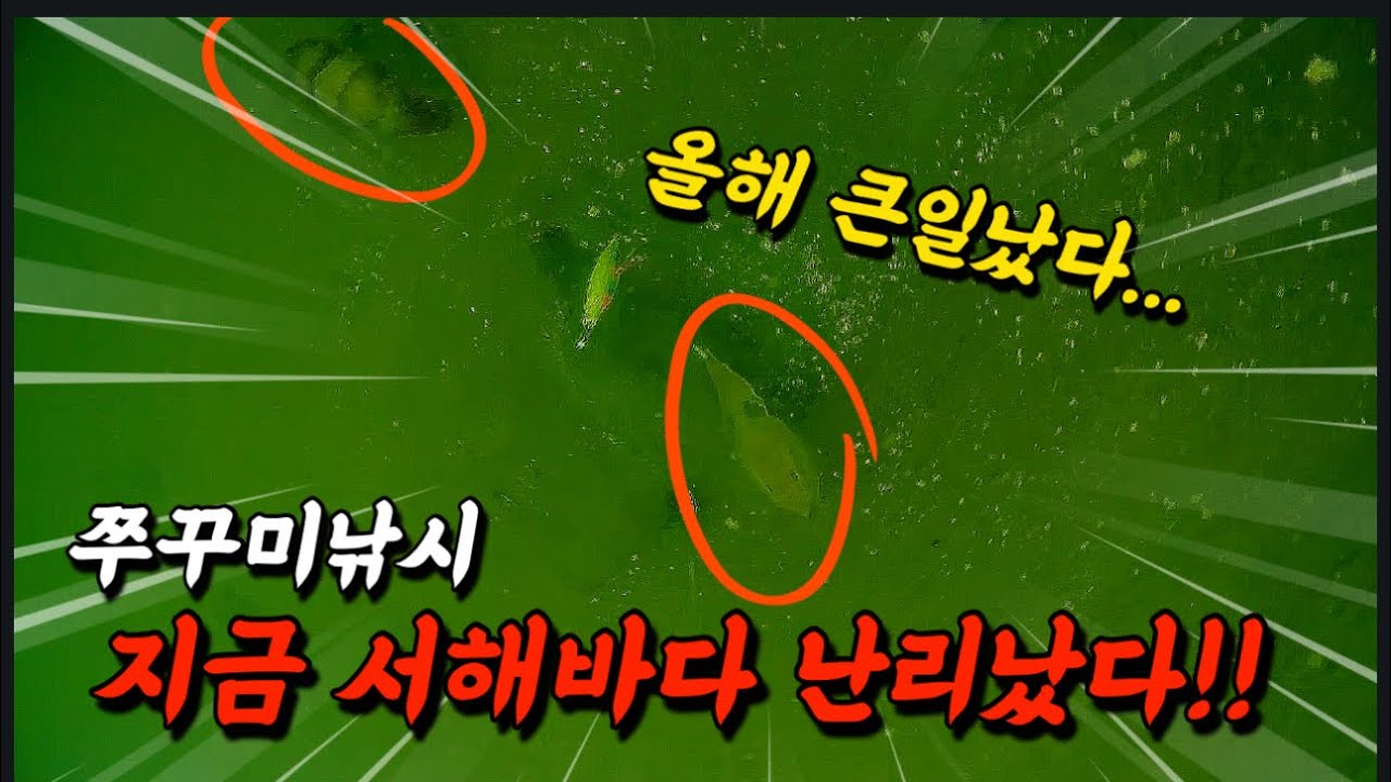 쭈꾸미700마리 나왔던곳에 수중촬영을 해봤더니?! 충격!!