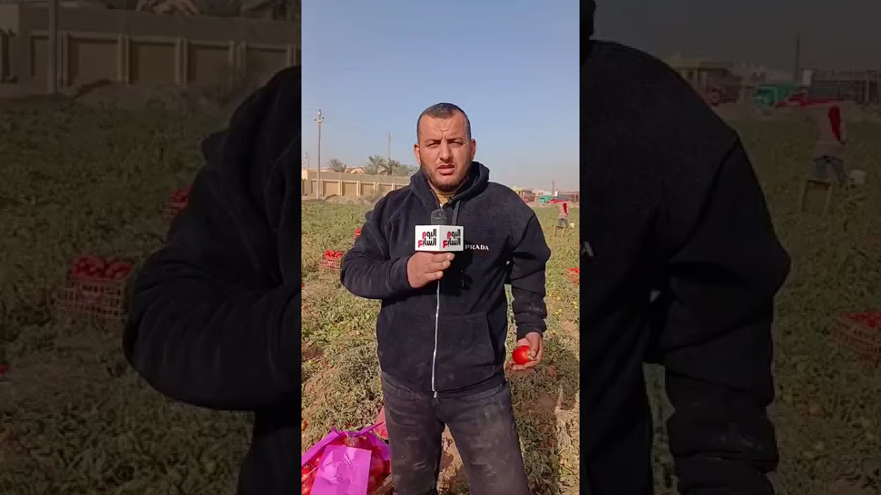 كيلو الطماطم بـ 8 جنيه هنا .. بشاير الخير من الشرقية