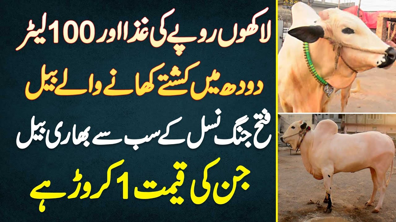 Lakho Ka Food Or 100 Liter Milk Me Kushte Khane Wale Bull - Fateh Jang Nasal K Bull Ki Price 1 Crore