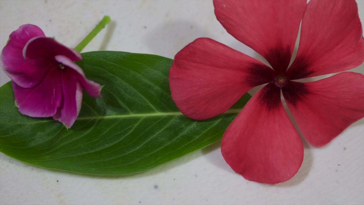 Tip b&aacute;sico de Jardiner&iacute;a. C&oacute;mo recuperar una planta seca. liclonny