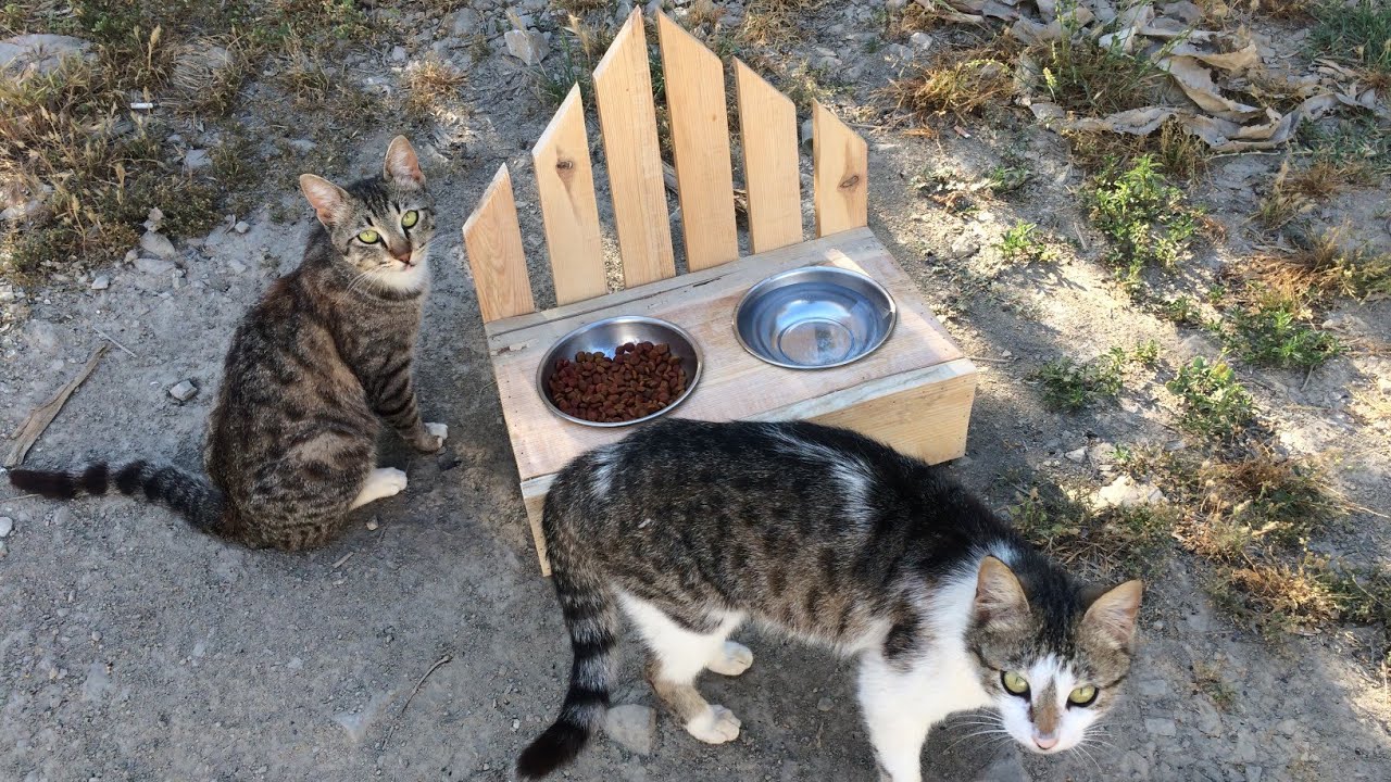 Ahşap kedi mamalığı yapımı 🐈🐈‍⬛
