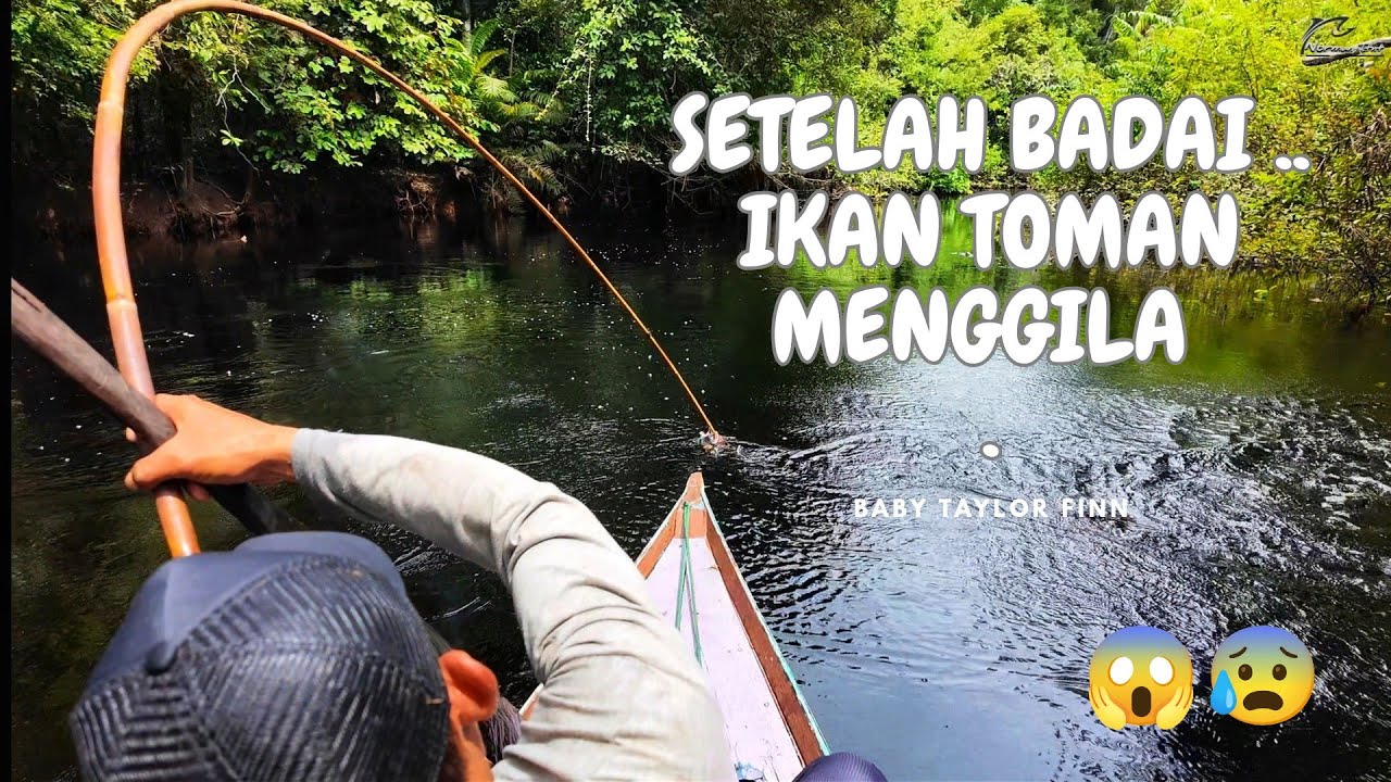 SETELAH BADAI REDA .. ENTAH MENGAPA IKAN DISUNGAI INI MENGAMUK .. !!! .. 😰😱 ..