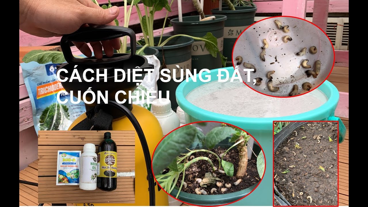Chia sẻ cách diệt sùng đất, cuốn chiếu an toàn, hiệu quả