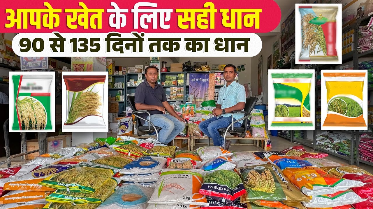कौनसा धान आपके खेत के लिए सही.? | सही धान का चयन | धान की खेती