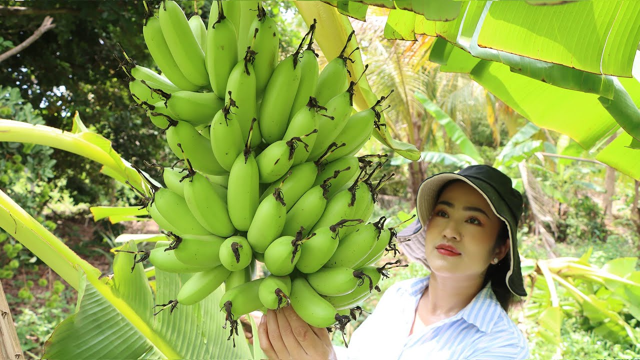 “Yellow Egg banana” Harvest and make banana ripe for cooking - Cooking with Sreypov