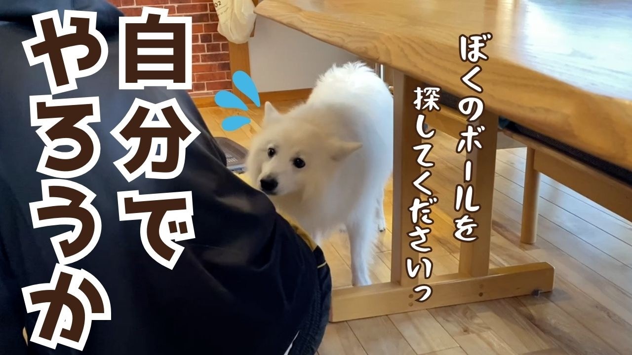 ボールをなくすたびに人間に報告して探してもらおうとする日本スピッツ犬がかわいすぎた／ゲージのお掃除