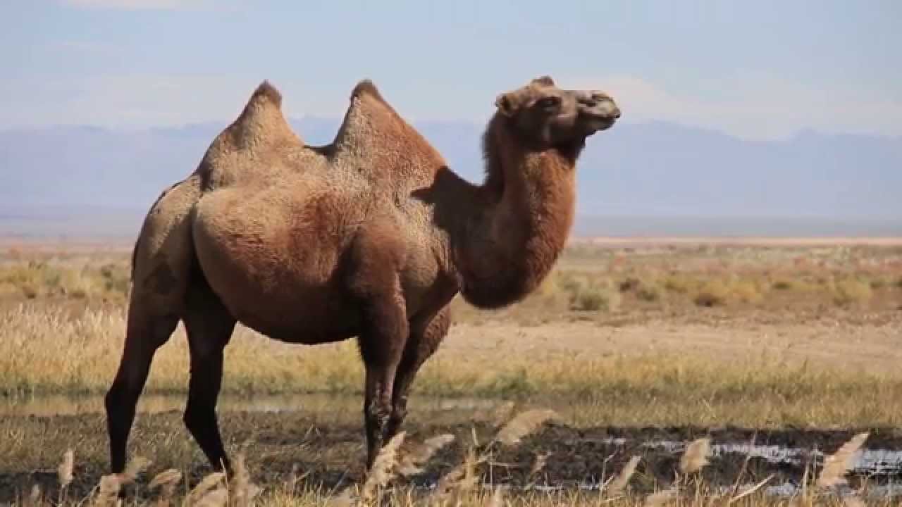Wild Camel Protection Foundation - Mongolia