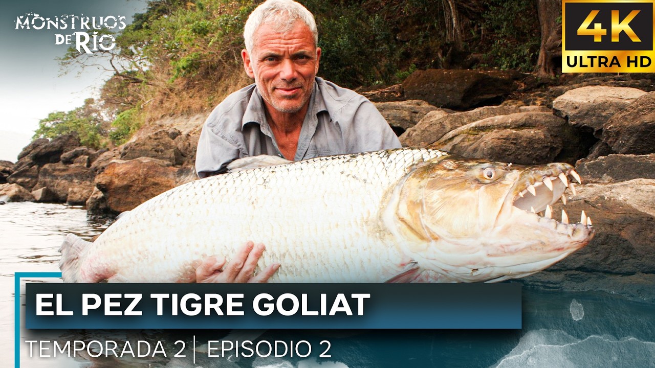 El Pez Tigre Goliat | T2 E02 | Monstruos de Río | 4K |