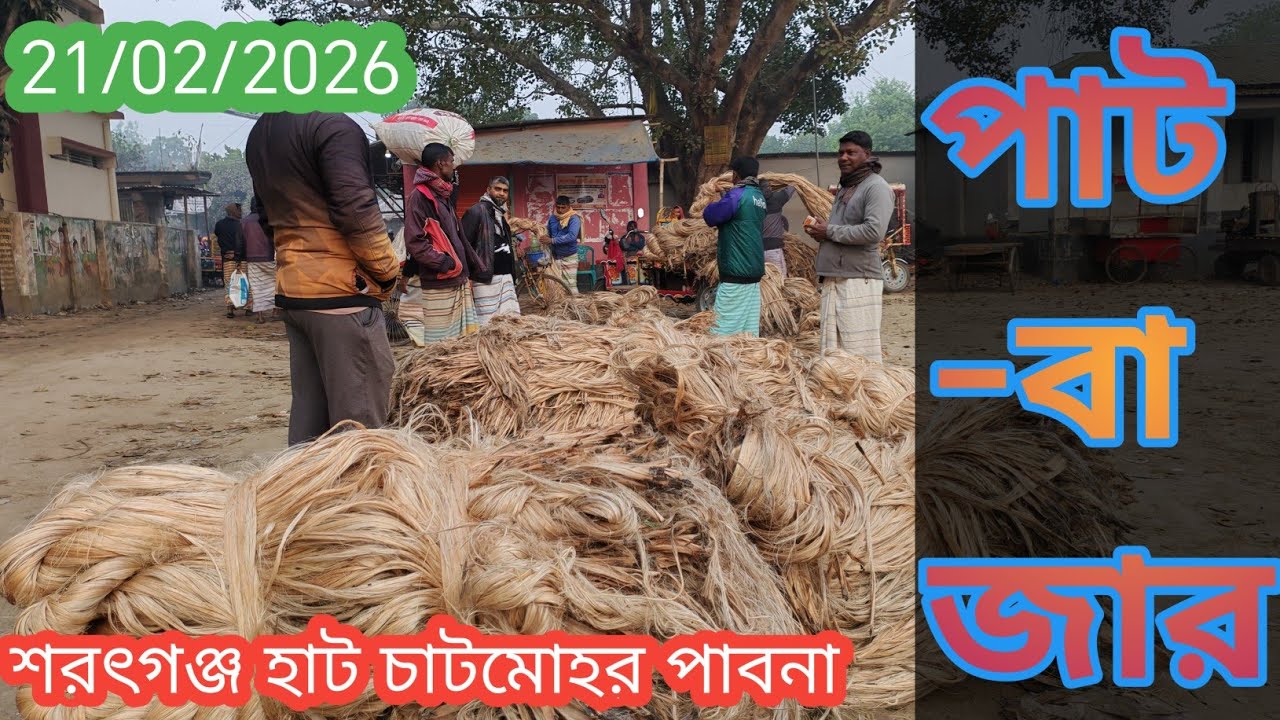 21 February 2026 আজকের পাটের বাজার দর। শরৎগঞ্জ হাট চাটমোহর পাবনা থেকে। Jute wholesale market price 