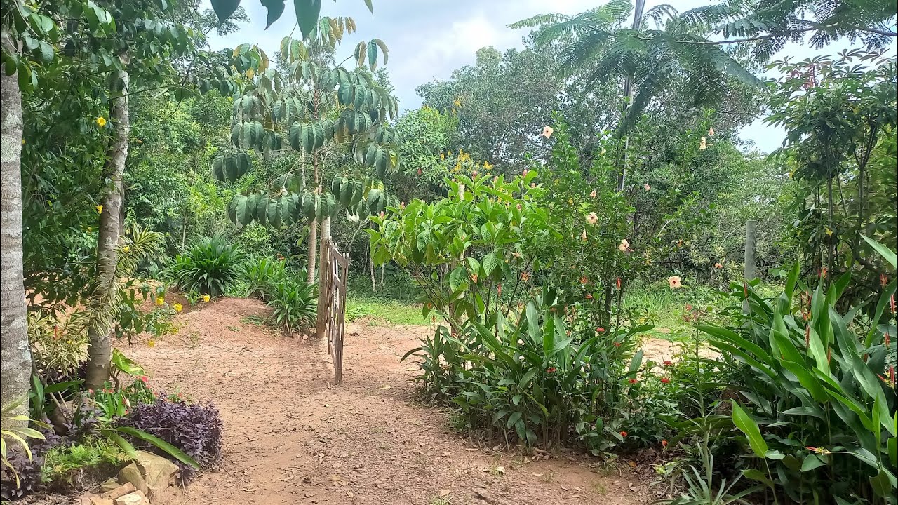Minha Agrofloresta de Café 