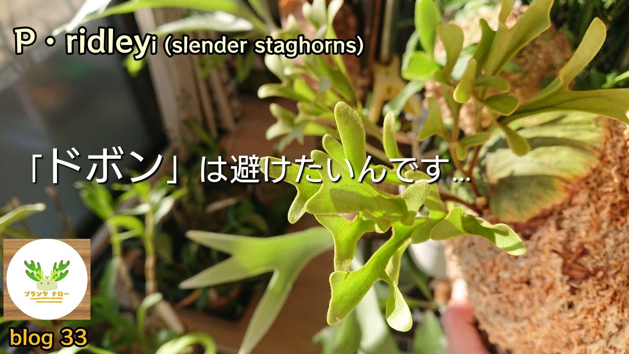 【ドボン…する？】リドレイのワラジ虫退治🌱
