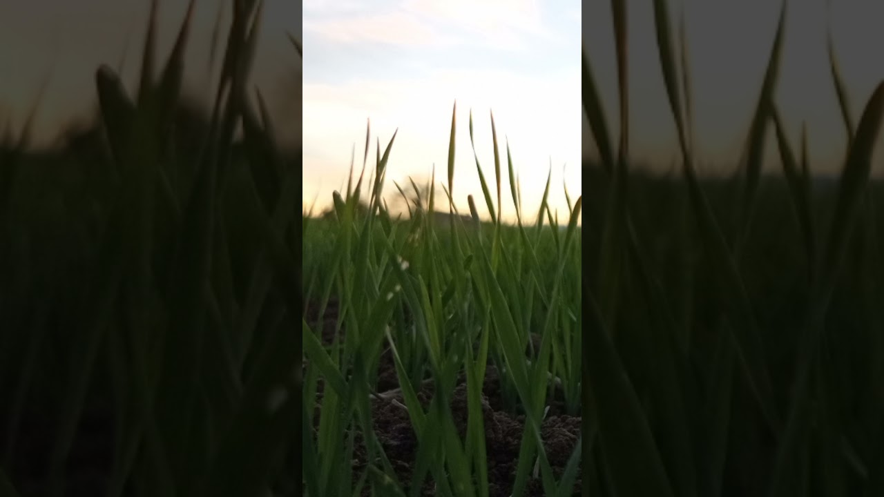 Grano 2021 🥰 Mi raccomando iscrivetevi!! . Presto usciranno nuovi video !!