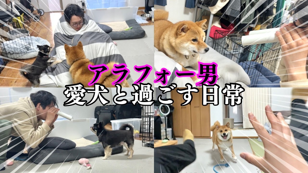 【柴犬とチワワ×全力の男】本気で犬と遊ぶオッサン少年