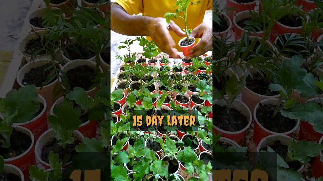 Secret of plant Grafting techniques roots of Chrysanthemum flower #garden #plants #grafting