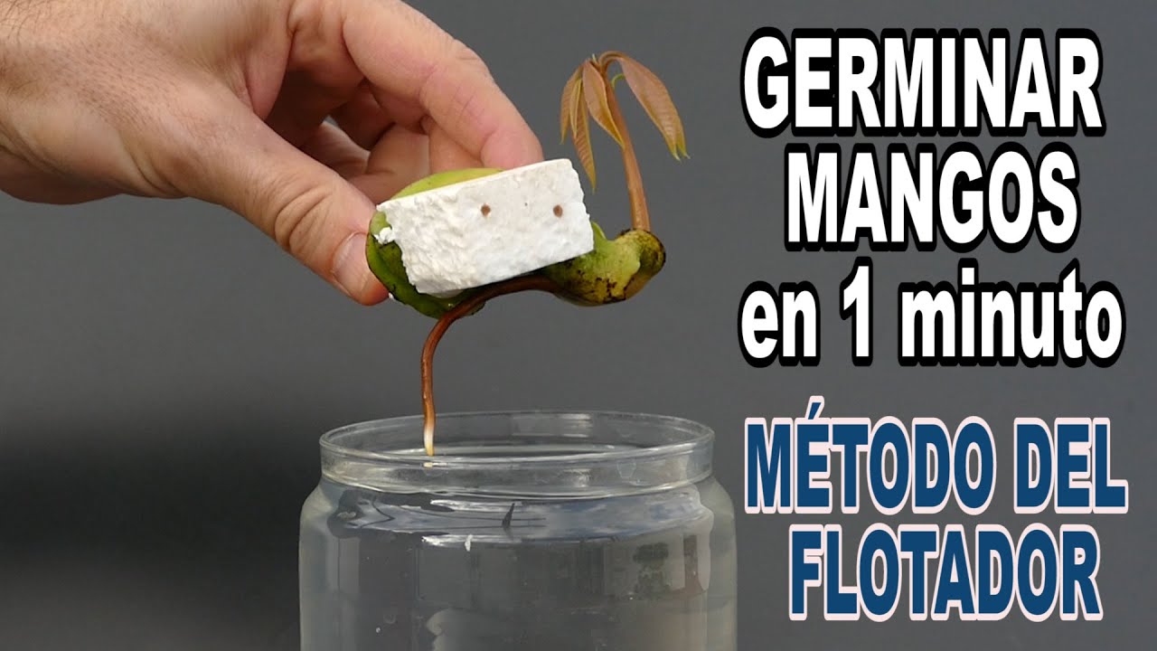 GERMINAR MANGOS en 1 minuto.  &iexcl;M&Eacute;TODO del FLOTADOR!!