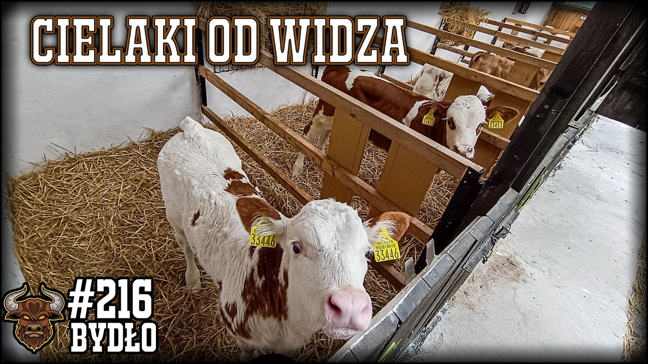 #216 Bydło opasowe - Kupiłem cielaki prosto z gospodarstwa od widza