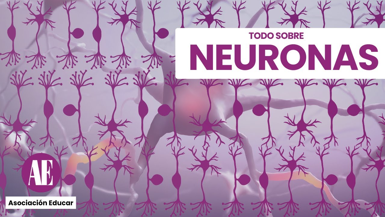 TODO SOBRE NEURONAS | NEURONA UNIPOLAR – BIPOLAR - MULTIPOLAR