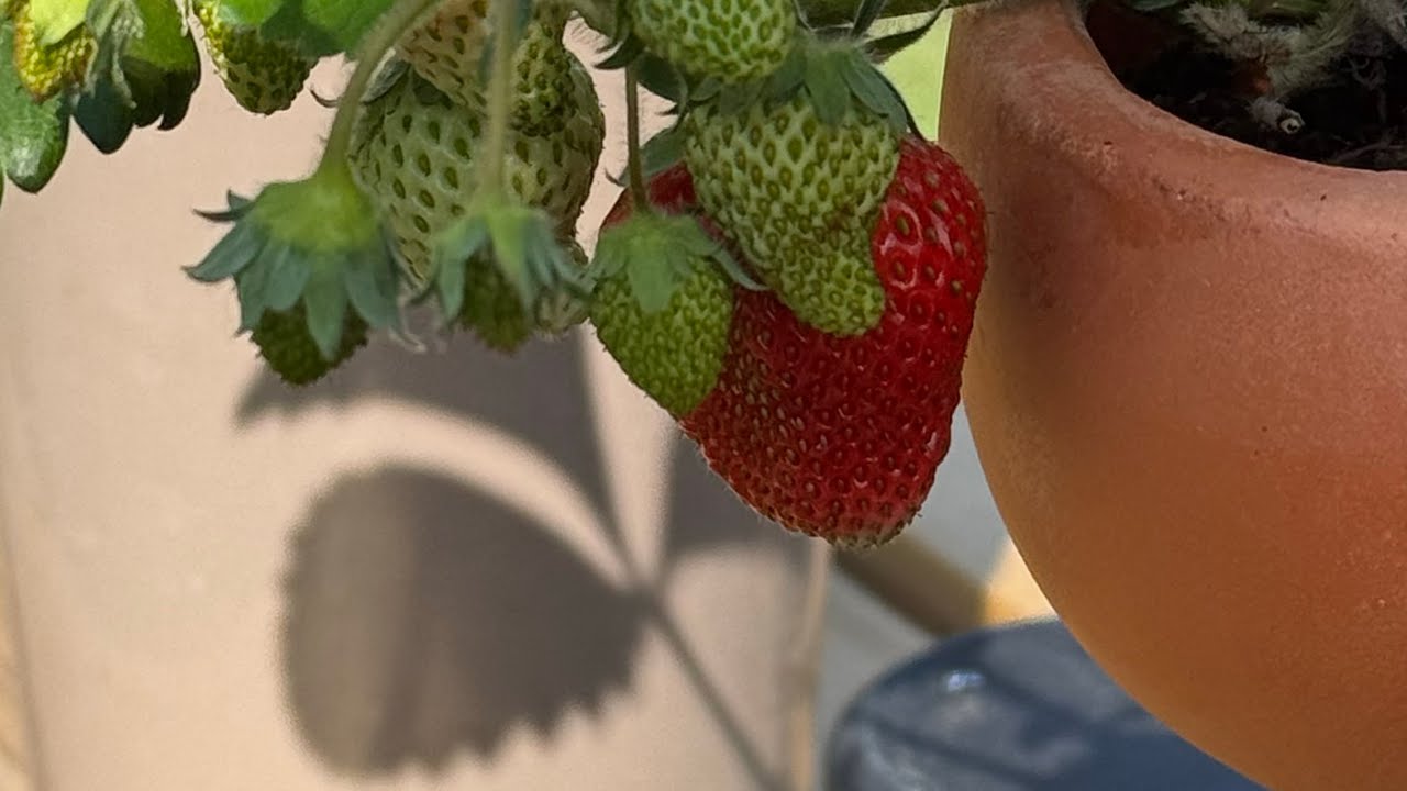MOVING MY SISTER OUT, SET BUILDING & OUR FIRST STRAWBERRY! | WEEKLY VLOG
