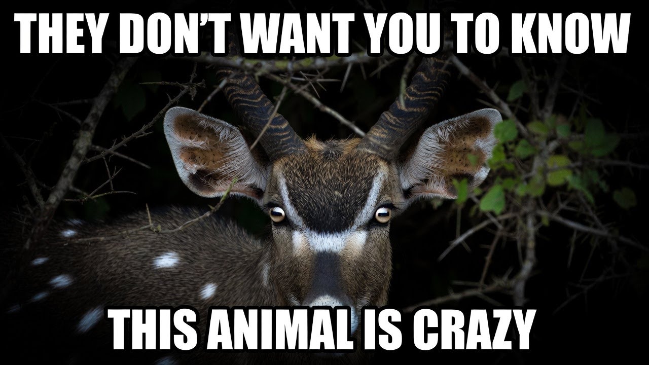 Тихая антилопа, которая дает отпор #bushbuck #antelopes #animals #wildlife #bushbuckantelopes