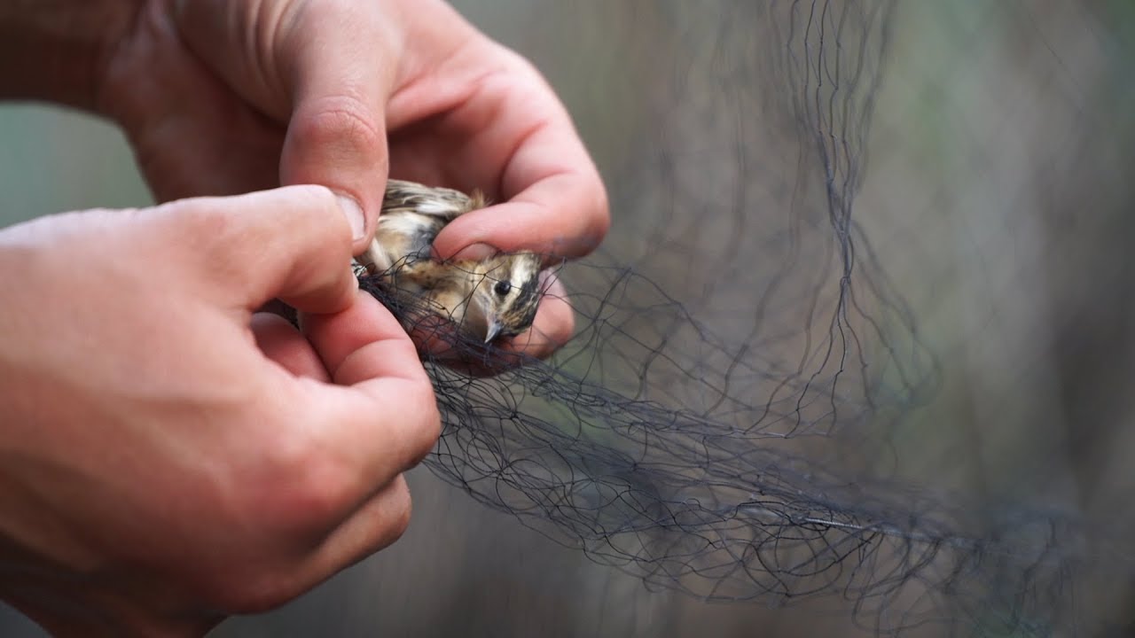 Bird Ringing Camp on the Black Sea Coast (HU; click right below at 'Settings' for English subtitles)