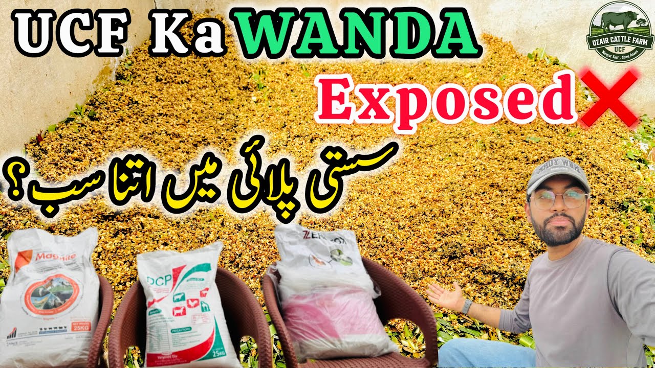 Organic Wanda Feed For Cattles | UCF Wanda Exposed ❌ | Cow Mandi 2025 | Uzair Cattle Farm