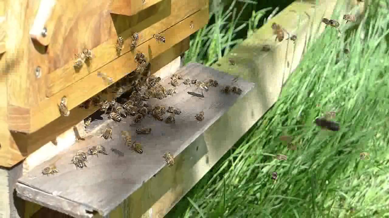 Nachschwarm Warre 1