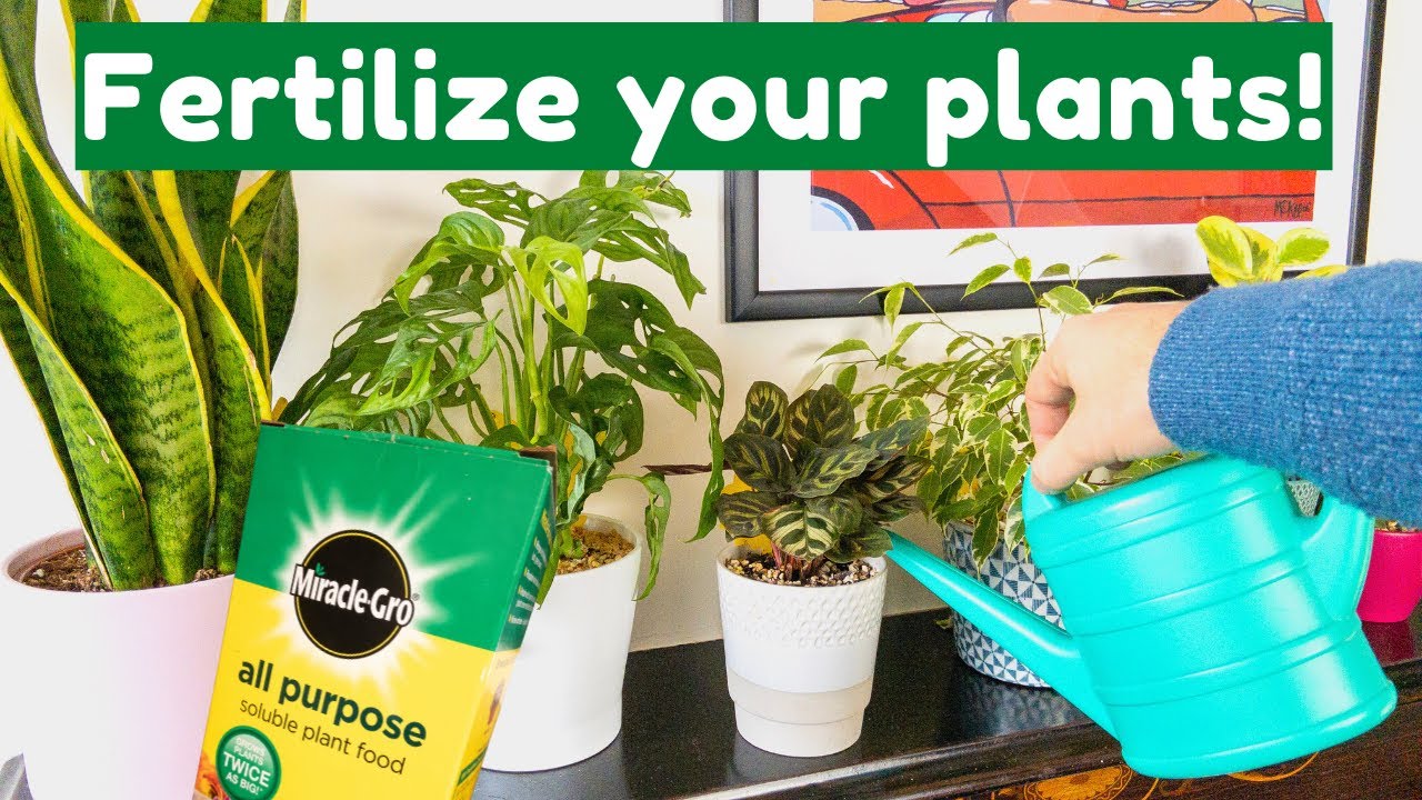 Yellowing Leaves On Your Houseplants? Fertilize Them!