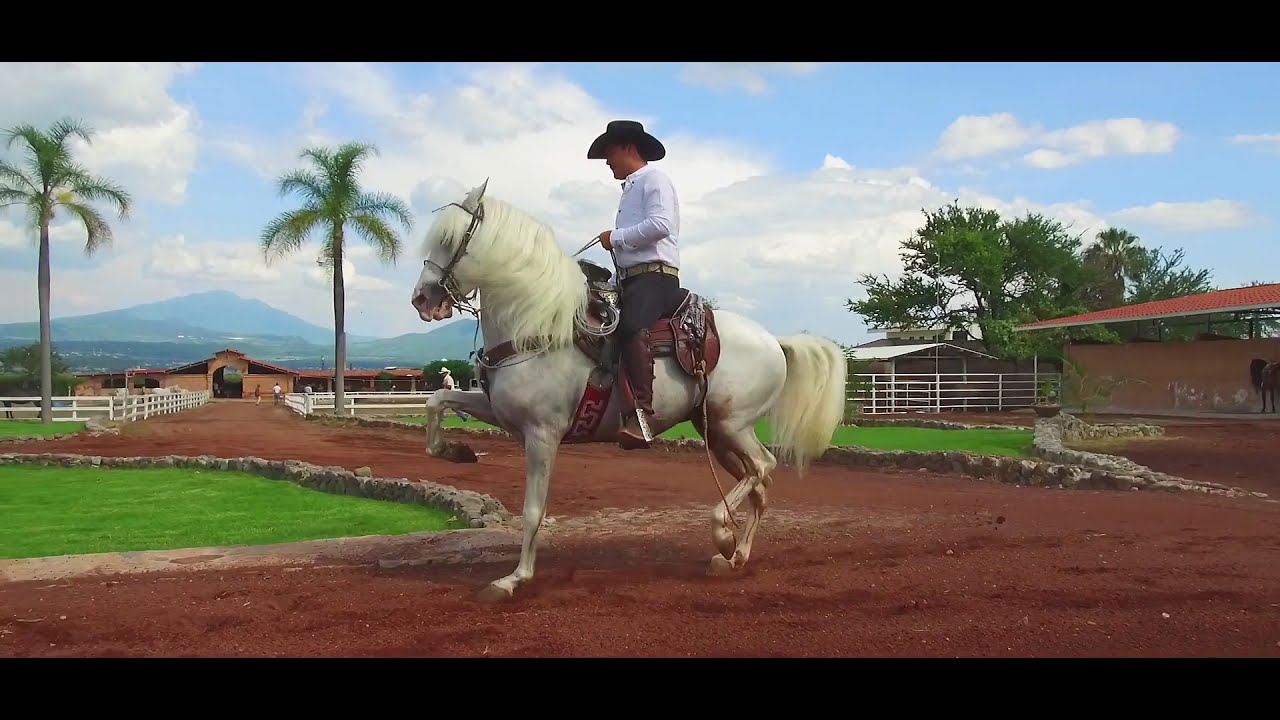 CABALLO COSTARRICENSE DE PASO. GLADIADOR