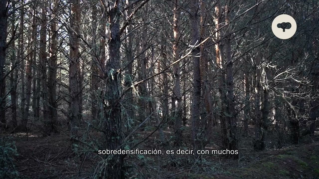 Tratamientos selvícolas: cuidar el bosque, generar ingresos