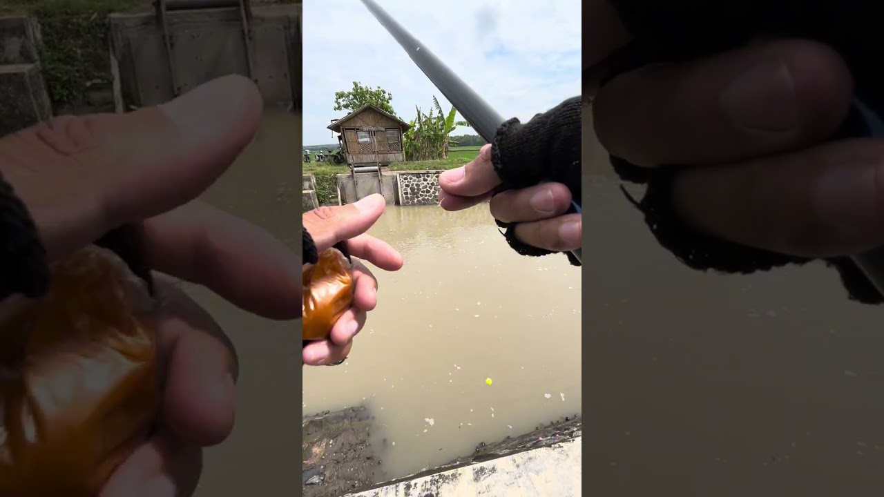 Mancing WADER ABANG MALAH BANYAK WADER PARI !! Spot Jogja kulon progo