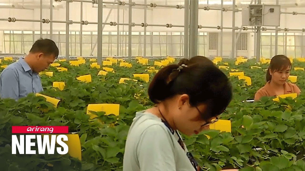S. Korean smart farm technology creates cooling greenhouses in Vietnam