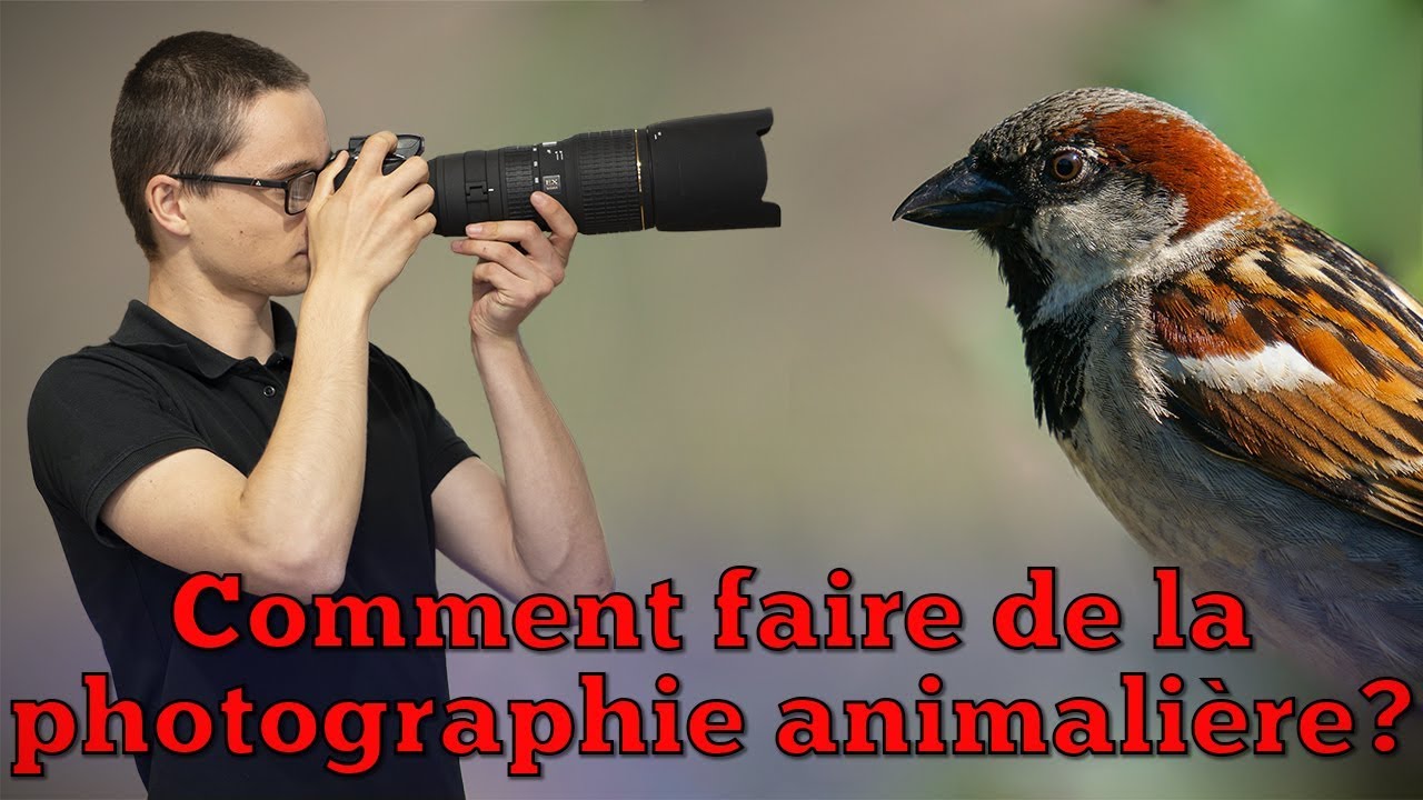Comment faire de la photographie animalière ? [Techniques, astuces, conseils…]