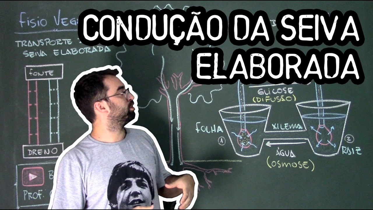 Condução de Seiva Elaborada - Fisiologia Vegetal - Aula 26: Botânica (Prof. Guilherme)