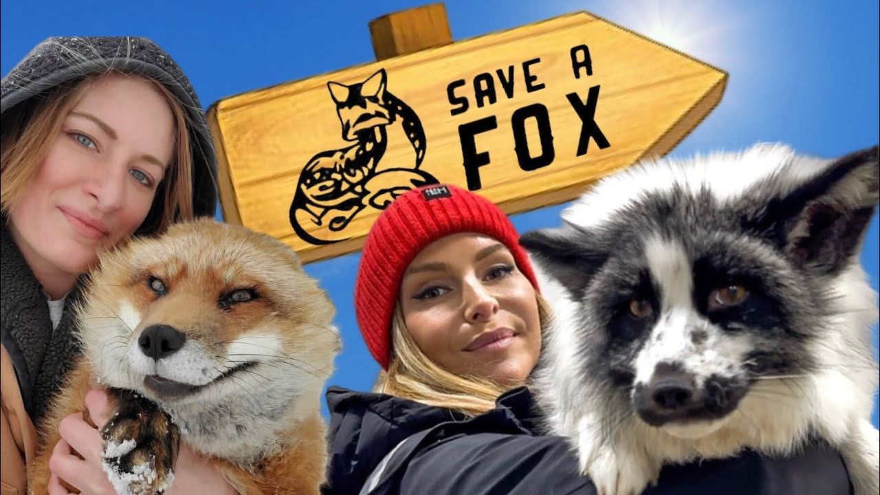 'SAVEAFOX' - EXCLUSIVE TOUR - Fox Squeaks & Finnegan!